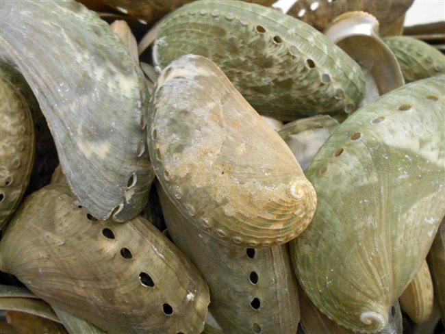 donkeys ear abalone set of 50