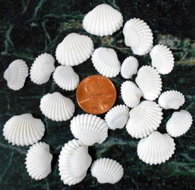 tiny white ark shells BULK