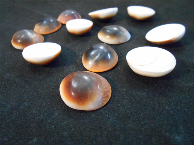 Red Cat Eye Shiva Shells