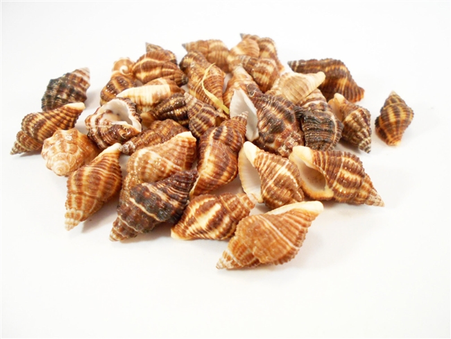 Small Brown Latrius Gibbucus Shells
