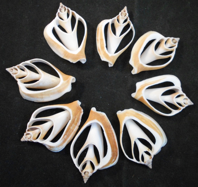 beautiful brown and white center cut canarium shells