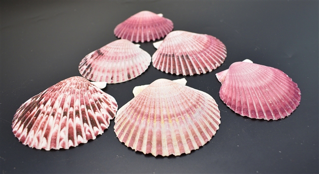 Purple Pecten Purperatus Shells