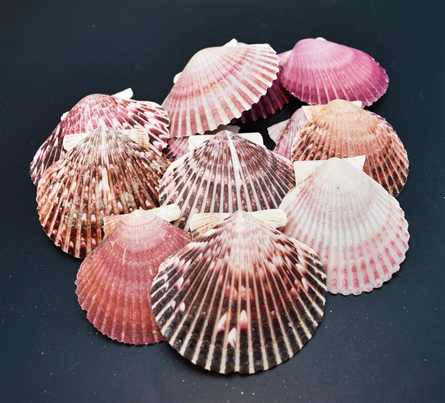 Purple Pecten Purperatus Shells